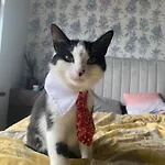 Wake Up With 2 Cats On Your Face