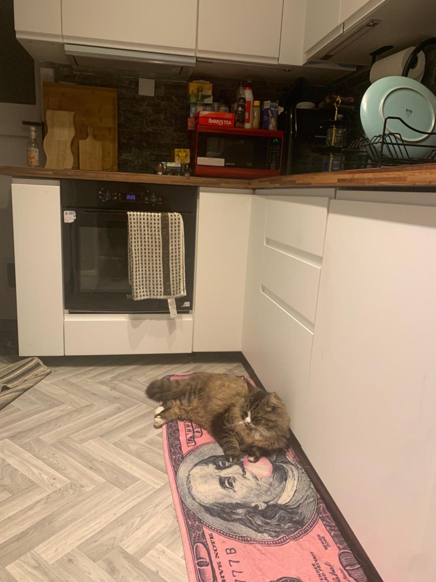 Wake Up With 2 Cats On Your Face Guest house *
