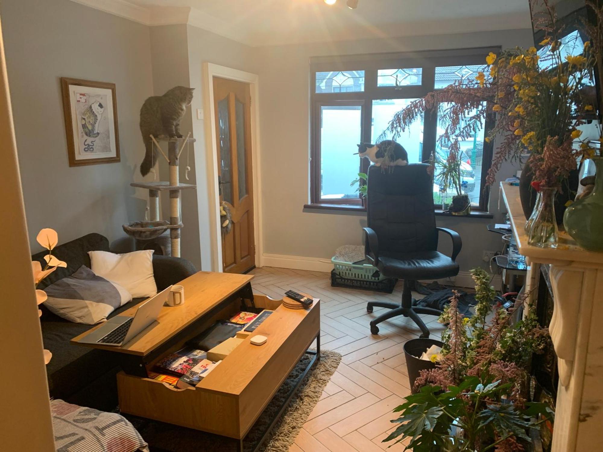Wake Up With 2 Cats On Your Face * Dublin
