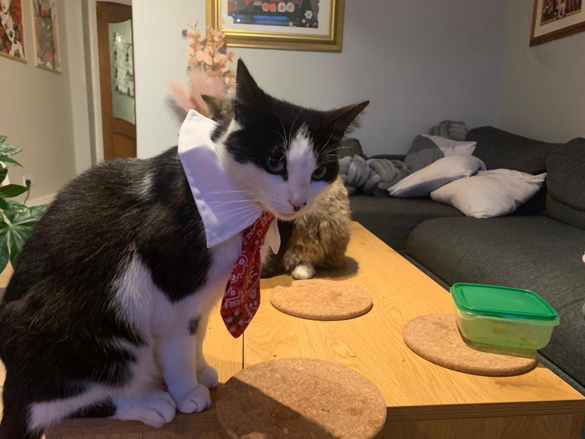 Wake Up With 2 Cats On Your Face Guest house