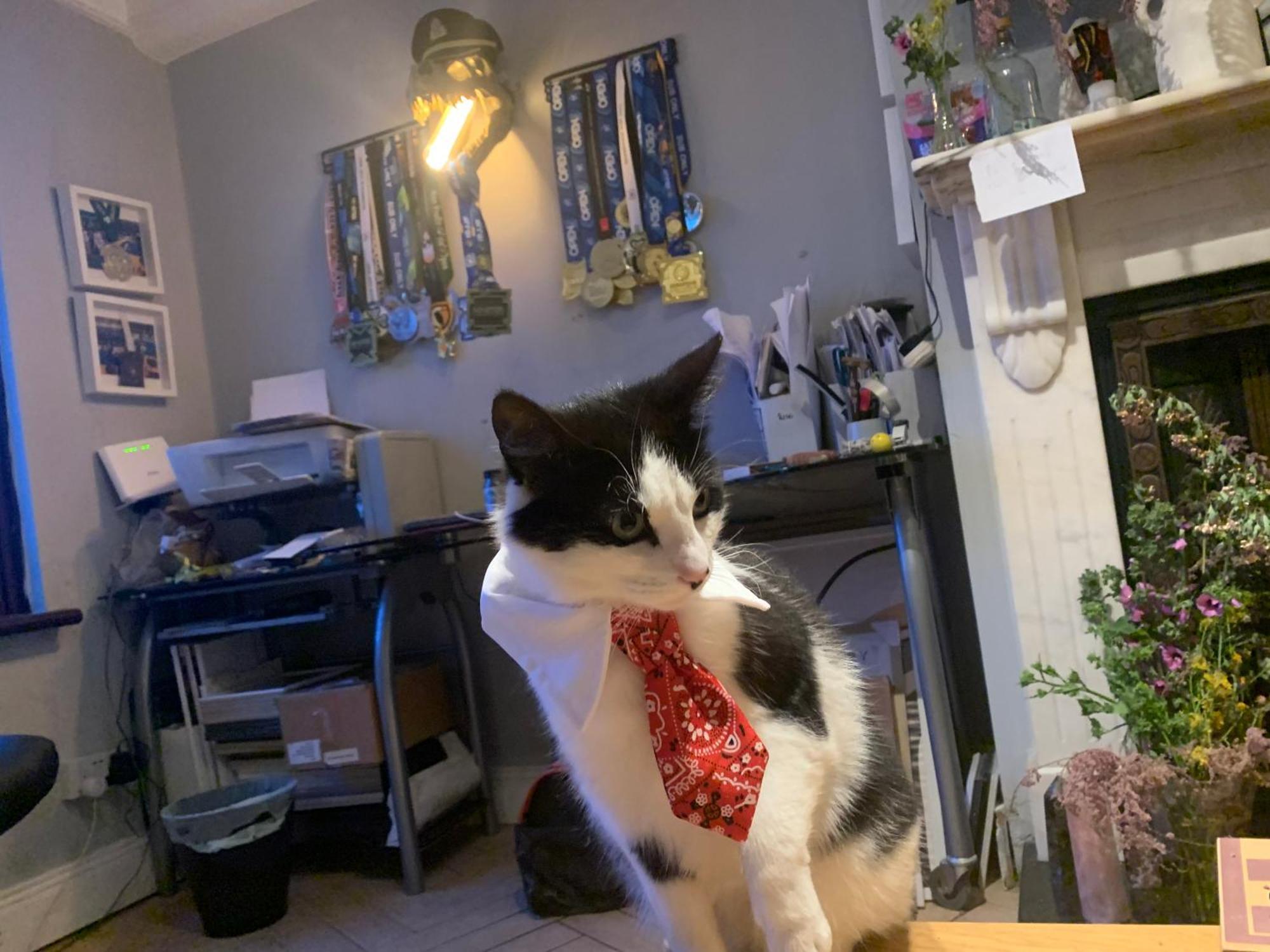 Wake Up With 2 Cats On Your Face Guest house Dublin