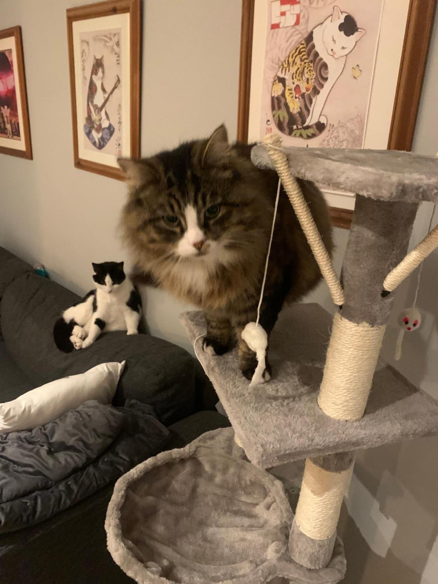 Wake Up With 2 Cats On Your Face *