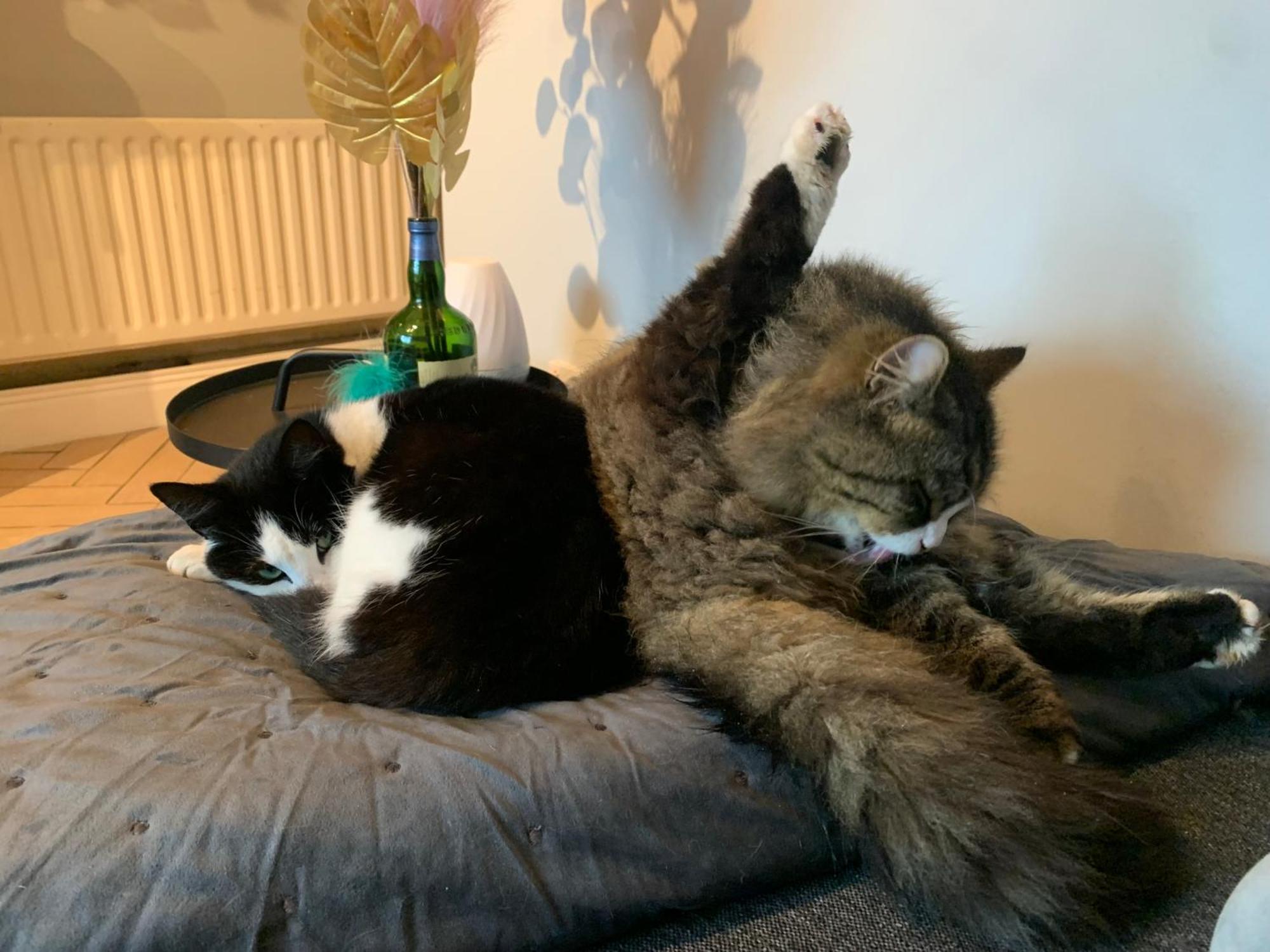 Wake Up With 2 Cats On Your Face Guest house Dublin