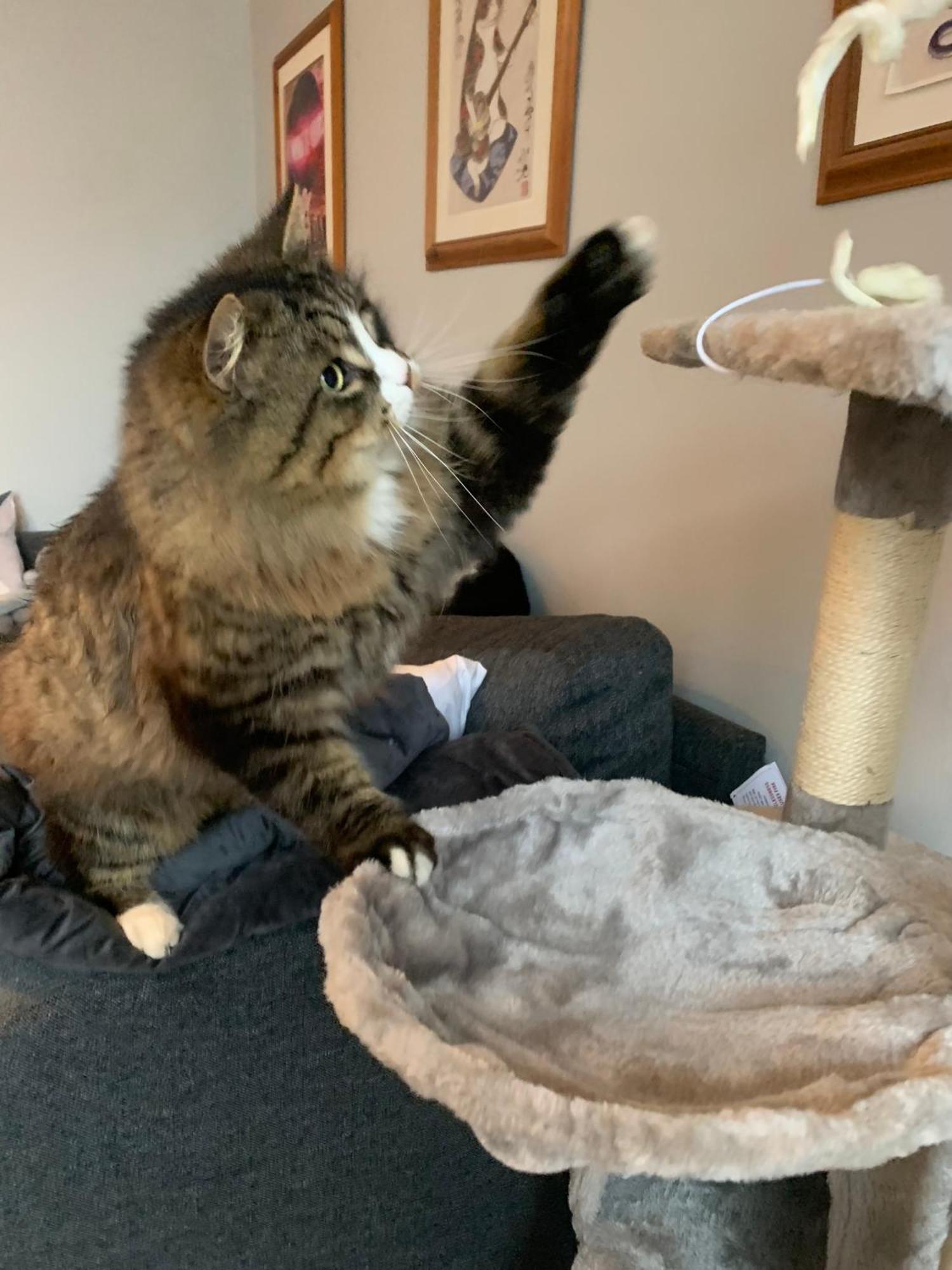 Wake Up With 2 Cats On Your Face Guest house *
