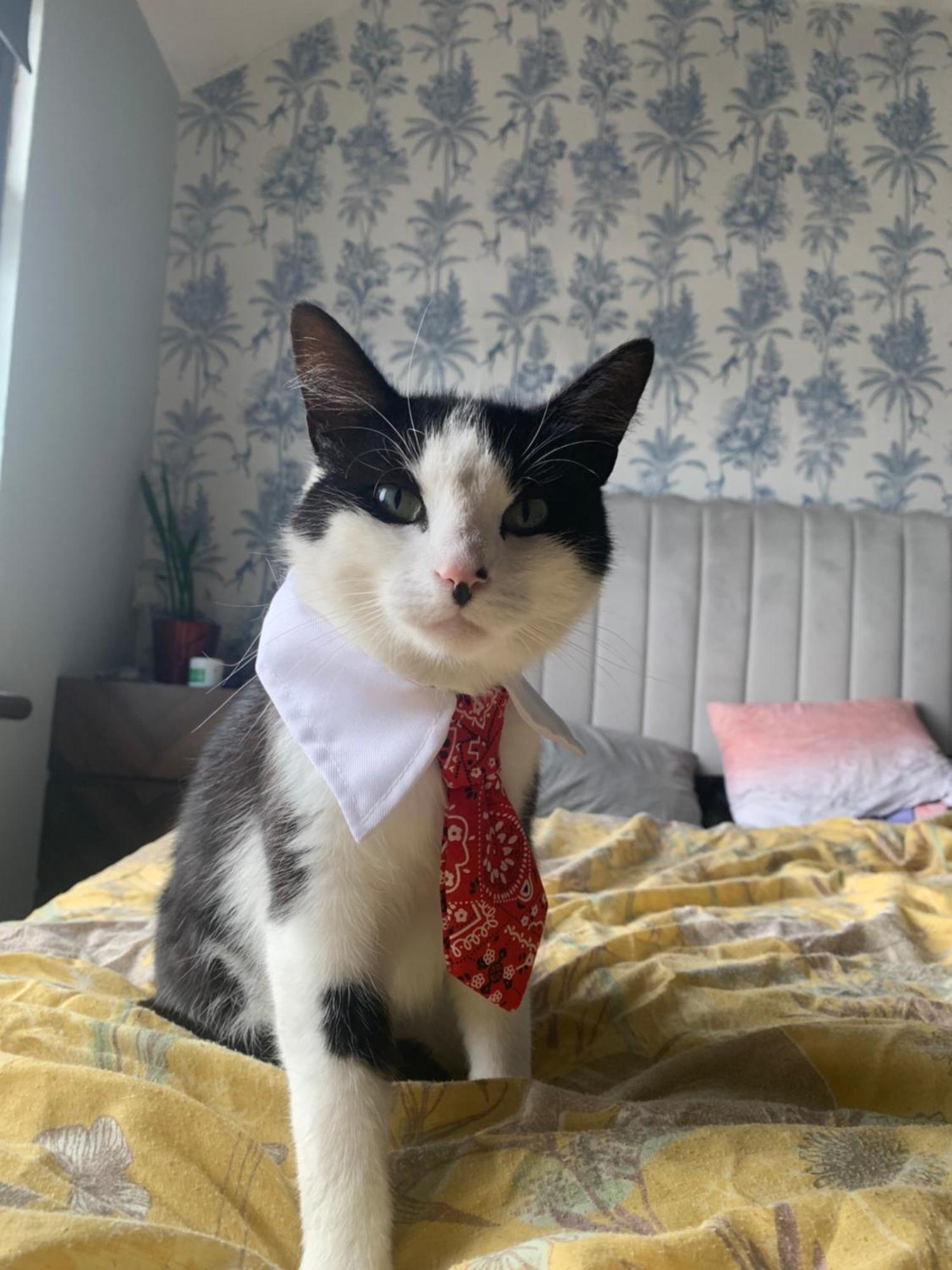 Guest house Wake Up With 2 Cats On Your Face *